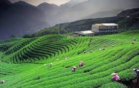 tea garden in uttarakhand
