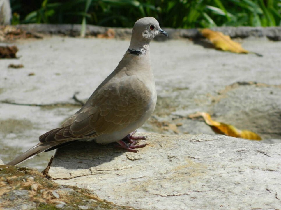 Ghughuti Bird Uttarakhand